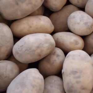 Frieslander